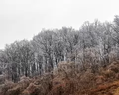 icy trees-1