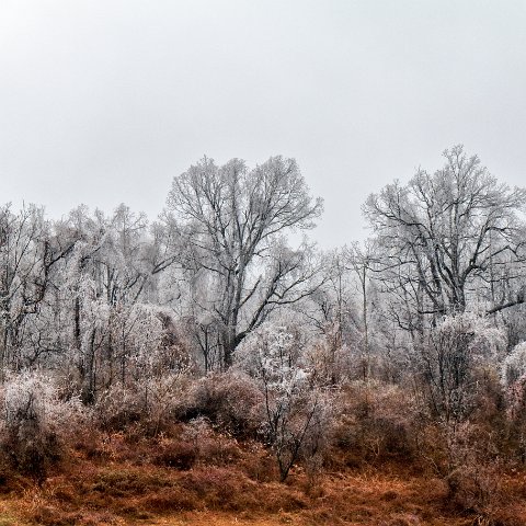 icy trees-2