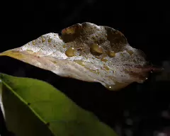092309_leaf