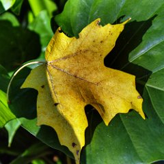 ele-maple leaves