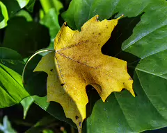 ele-maple leaves