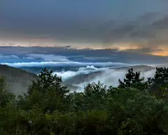 bald fog