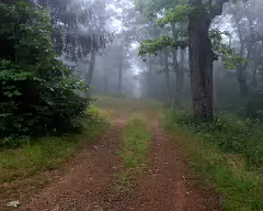 bald mountain