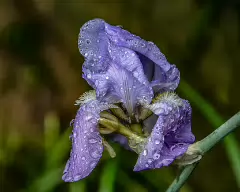 _MG_1450