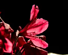 _MG_1527