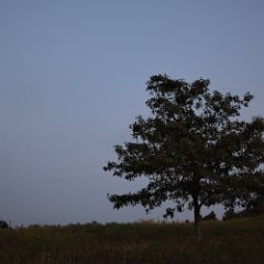 beagle gap tree (2)