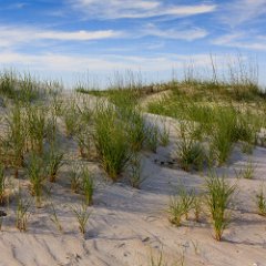 beach dune at pawleys island