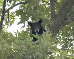 bear